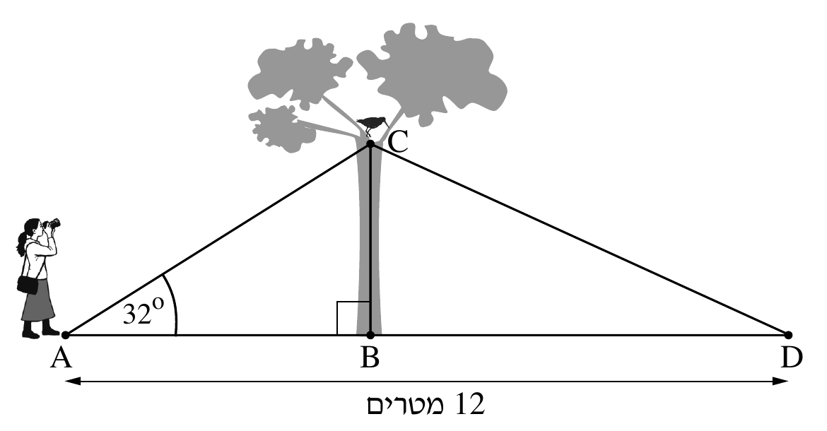 סרטוט צלמת ציפורים ועץ עם ציפור